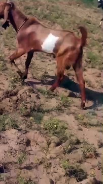 0340-1592787 Beetal Bakra/Healthay/Chakbeli/Rawalpindi/Delivery