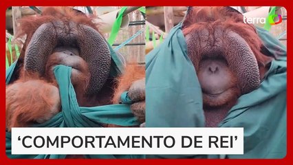 Zoológico americano flagra orangotango dando nó em tecido e encanta internautas