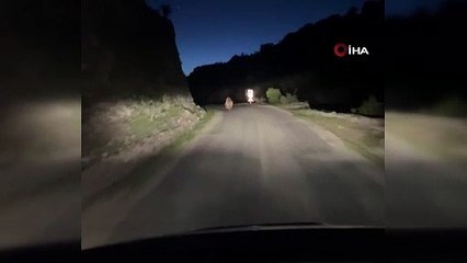 Bolu’da otomobili gören ayı korkup kaçtı! O anlar kamerada