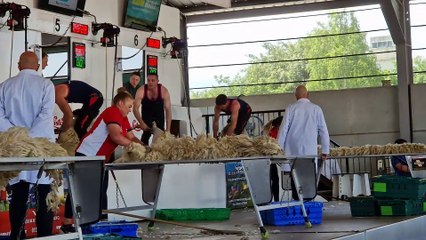 Balmoral 2025: Exciting Wool-Handling Competition 🐑