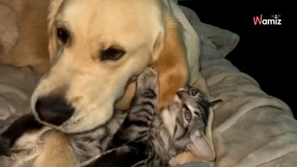 Woman lets puppy meet kitten and is still living with the consequences