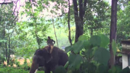 അരുൺ സക്കറിയയുടെ സംഘം അടയ്ക്കാക്കുണ്ടിൽ; കാളികാവിലെ കടുവയെ പിടികൂടാൻ ഒരുക്കം പുരോഗമിക്കുന്നു