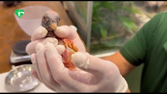 Al Bioparco di Roma è nato un raro avvoltoio Papa