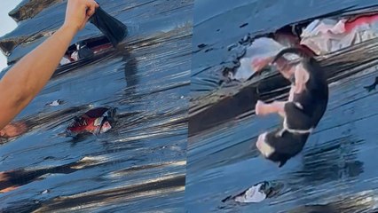 Couple Rescue Kitten Trapped In Wrapped Plastic Pallet | Happily TV