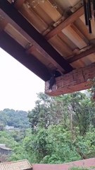 What animal is this, that eats birds?