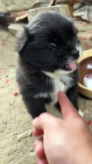 Little puppies are just easy to bully