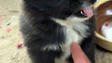 Little puppies are just easy to bully