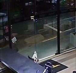 VIDEO: ¡Lo protegió! Gato salva a otro felino del ataque de un perro en Brasil