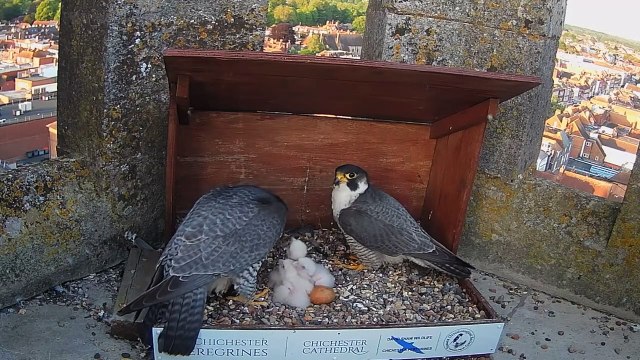 WATCH: Feeding time for newly hatched peregrine falcons at Chichester cathedral
