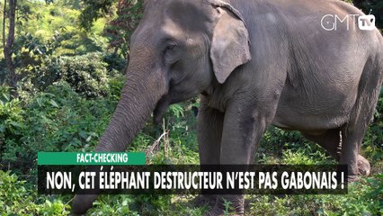 [#Reportage] Fact-checking : Non, cet éléphant destructeur n’est pas gabonais !