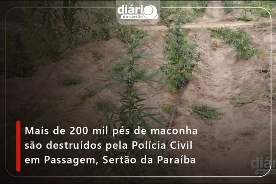 Mais de 200 mil pés de maconha são destruídos pela Polícia Civil em Passagem, Sertão da PB