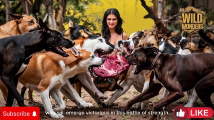 "Lions Attack! Zebras Fight Back – Brave Women Rangers Step In | Wild Wonders"