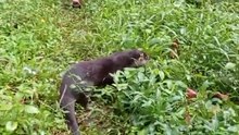 drama jalan jalan otter mencari ikan #otterdino