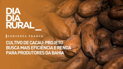 Cultivo de cacau: projeto busca mais eficiência e renda para produtores da Bahia