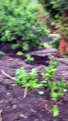 Stromboli invasa dal fango dopo le piogge torrenziali