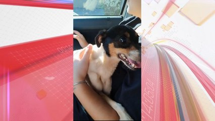 Cachorro vítima de maus-tratos é resgatado em Apucarana; veja o vídeo