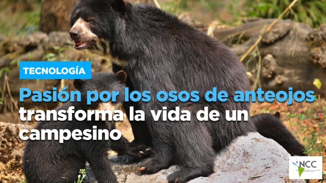 Pasión por los osos de anteojos transforma la vida de un campesino