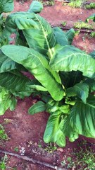 Pazı hasatı (swisschard harvest) #swisschard