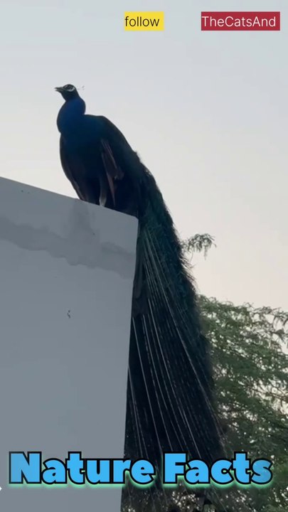 Nature Facts | wildlife Photography | #foryou #peacock #bird @TheCatsAnd