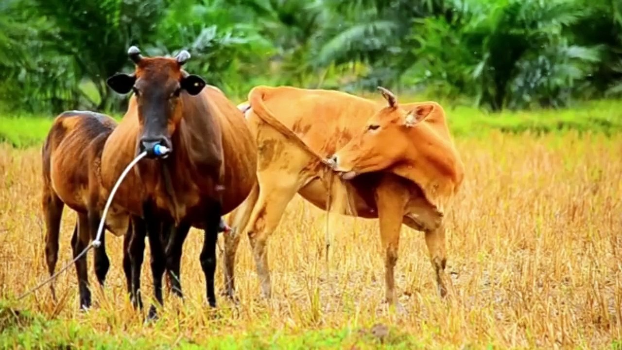 EXPLORE FARM ANIMALS