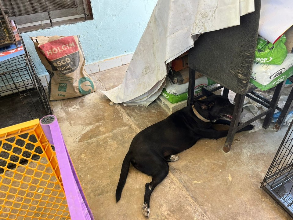 Animalista pide dar refugio temporal a perritos callejeros ante la ola de calor en Mérida