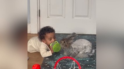 Pets Through the Ages