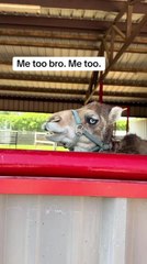 Baby Camel Makes Hilarious Sound