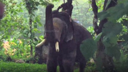 കാളികാവിലെ കടുവയെ പിടിക്കാനുള്ള ദൗത്യം ആരംഭിച്ചു; രണ്ട് കുംകിയാനകളും എത്തി  | Malappuram Tiger