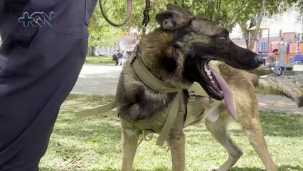 Así trabaja Turbo, el primer perro policía en la Zona Norte de Costa Rica
