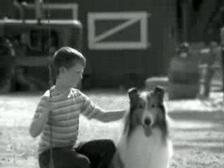 Lassie , un bon chien chien !