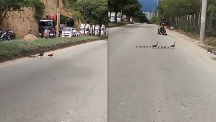 Viral: familia de patos detuvo el tráfico en una de las vías más importantes de Santander
