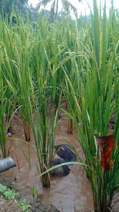 makan kepiting di sawah