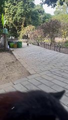 The cute puppy makes people feel happy at first sight.