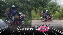 ลิงสายแดนซ์ ! โผล่นั่งซ้อนท้ายมอไซค์ โยกตัวไม่หยุด ชาวเน็ตฮาหนักมาก
