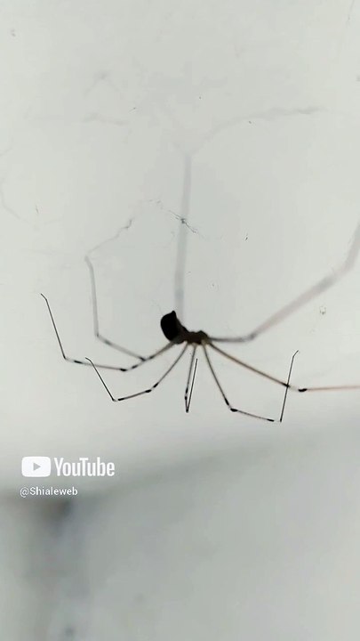 una araña patona en su telaraña bien agusto descansando #shorts animales y mascotas fauna