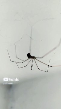 una araña patona en su telaraña bien agusto descansando #shorts animales y mascotas fauna