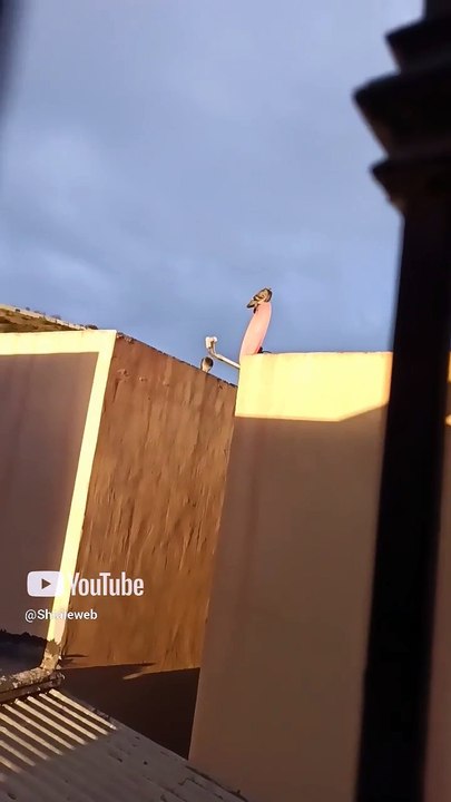 🌟 Palomas aladas me visitan desde el techo del vecino 🏡✨ ¡No son simples aves! #Shorts