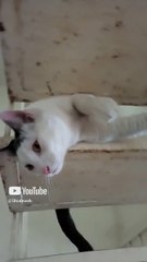 El gato pernanca jugando en las escaleras #shorts mano peluda amigo bonito felino