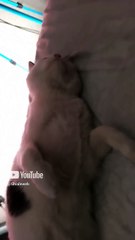 el gato Pernanca viene a gusto acostado en la cama le gusta descansar animales