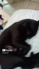 La gata bombay se queda bien dormida acostada en la cama animales y mascotas
