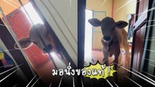 มอนิ่ง ! เจ้าวัวน้อยโผล่หน้าทักยามเช้า ถึงเตียงนอน ทำเอาตื่นมาพร้อมรอยยิ้ม