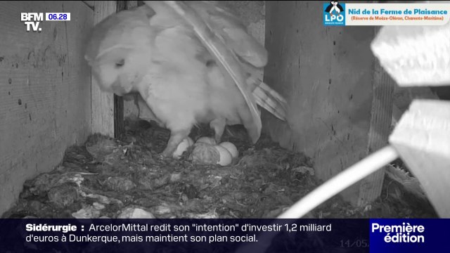 Les nuits de la chouette: un petit n'a pas survécu en Charente-Maritime mais six œufs devraient éclore dans les prochains jours
