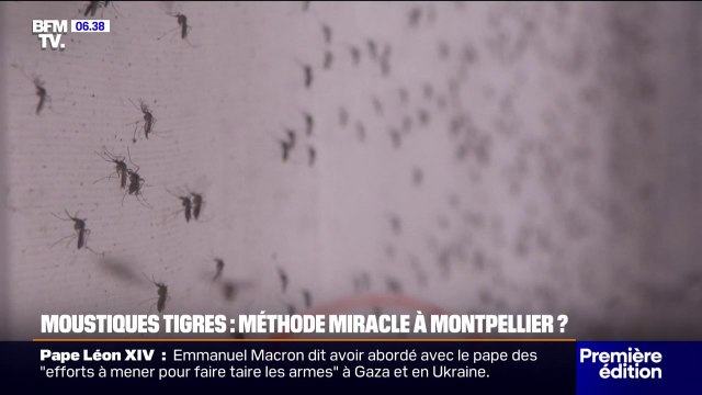 Un procédé mis au point pour bloquer la reproduction des moustiques tigres et limiter leur prolifération