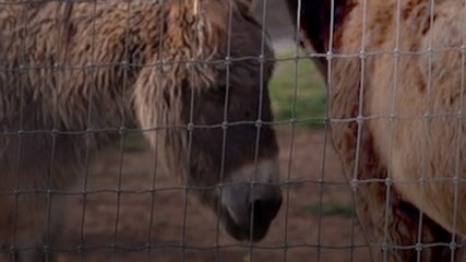 Pakistan में Donkey का बिजनेस क्यों?