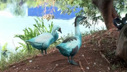Derrame químico em parque no Brasil mata peixes e tinge gansos