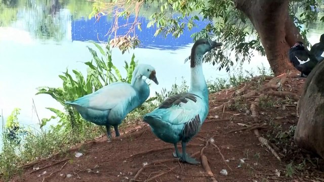 Dégâts causés par une fuite chimique dans un parc au Brésil : canards colorés, poissons morts