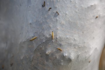 Stranger Things Come to Nottinghamshire: Ghostly Caterpillar Webs Take Over the Streets 🕸️