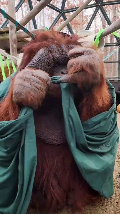 Orangotango Patrick