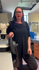 Ma quante sono le zanzare in Italia? La risposta di Arianna Puggioli (Caa)