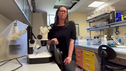 Zanzare, ma a cosa servono i maschi sterili? La spiegazione della scienziata